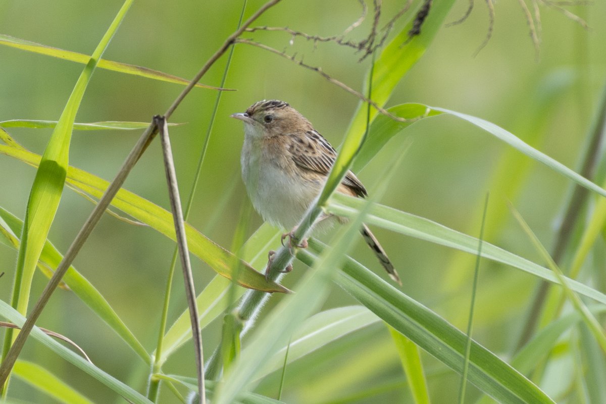 Zitting Cisticola