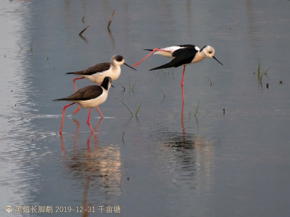 Black-winged Stilt