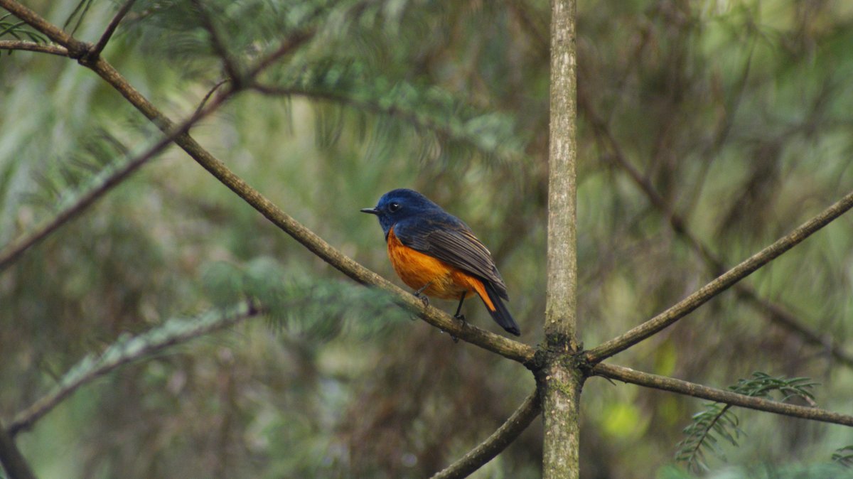 Blue-fronted Redstart