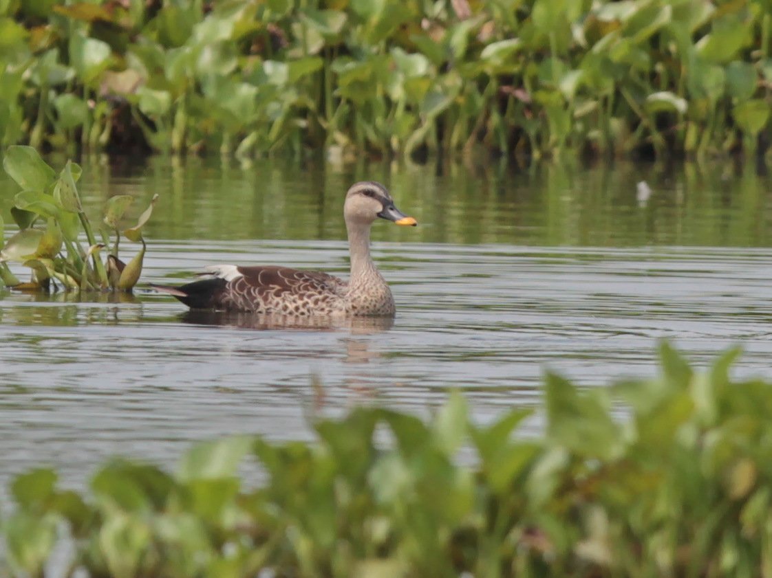 Indian Spot-billed Duck