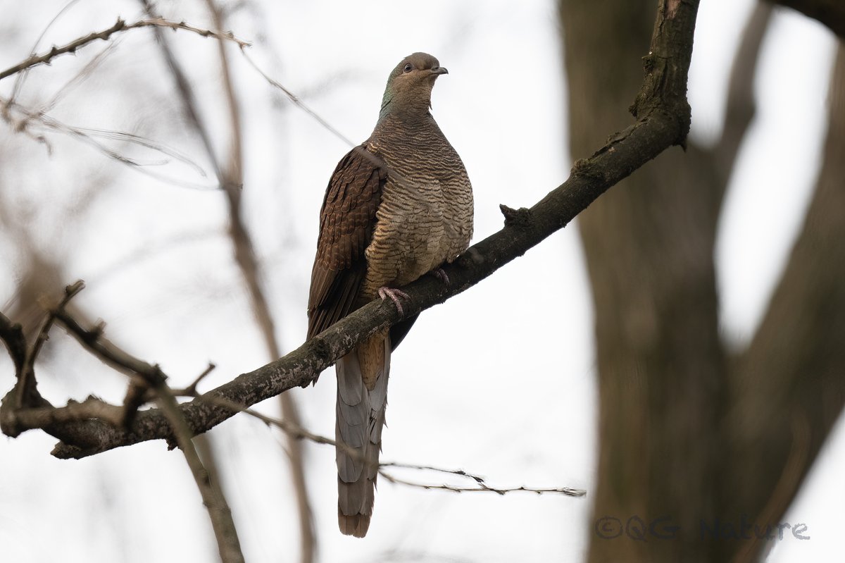Barred Cuckoo-Dove
