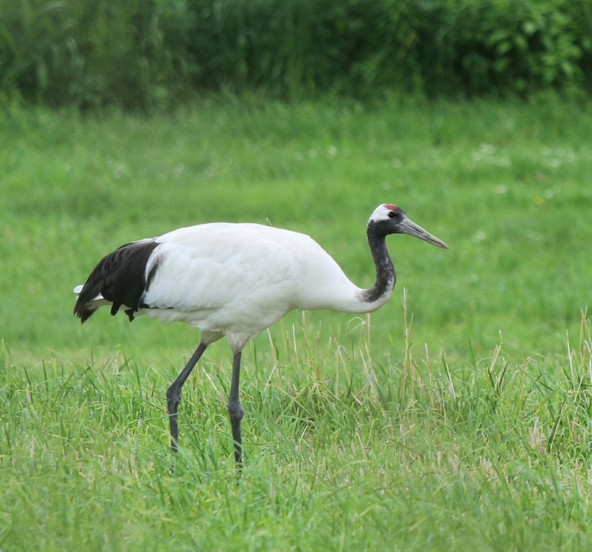 Red-crowned Crane