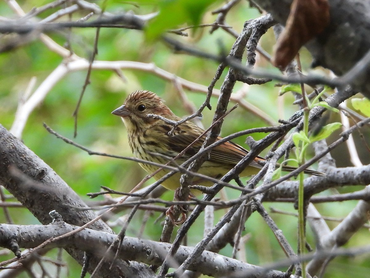 Chestnut Bunting