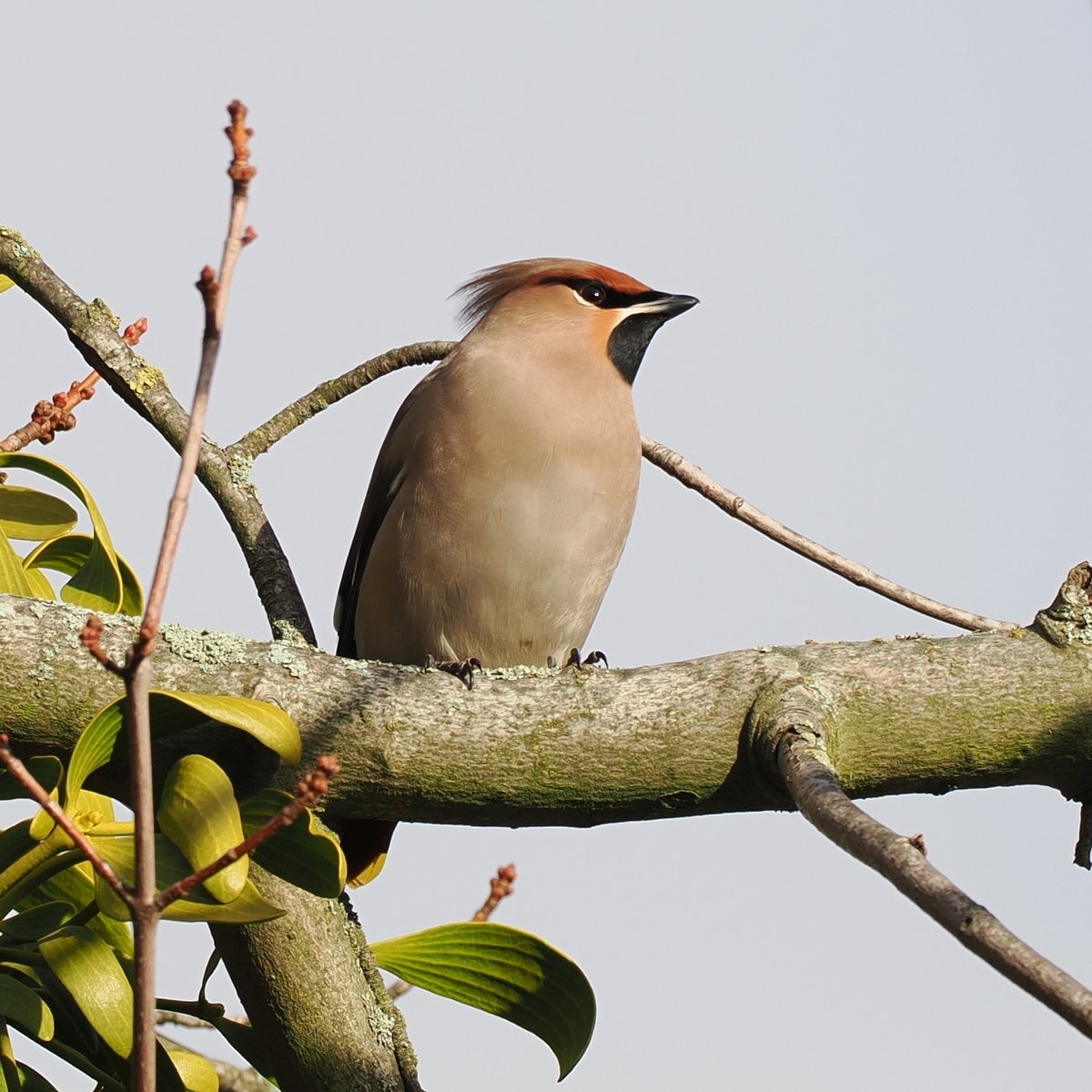 Bohemian Waxwing