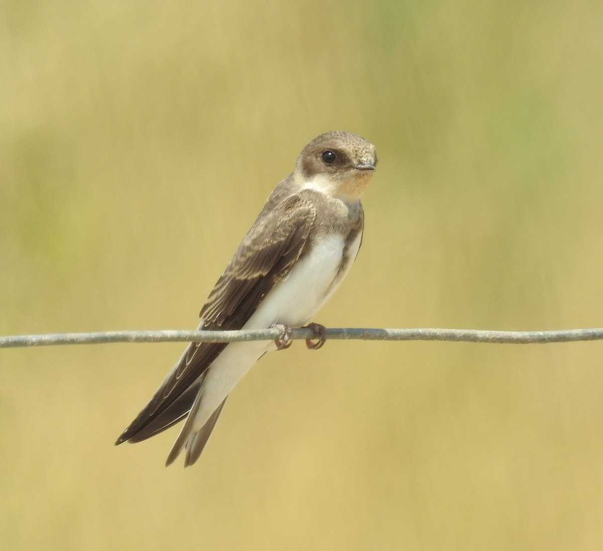 Sand Martin