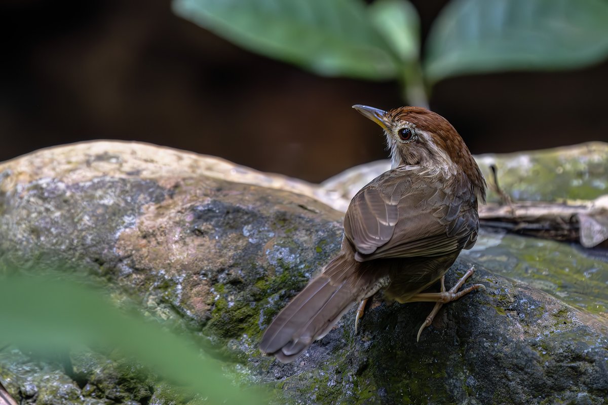 Puff-throated Babbler