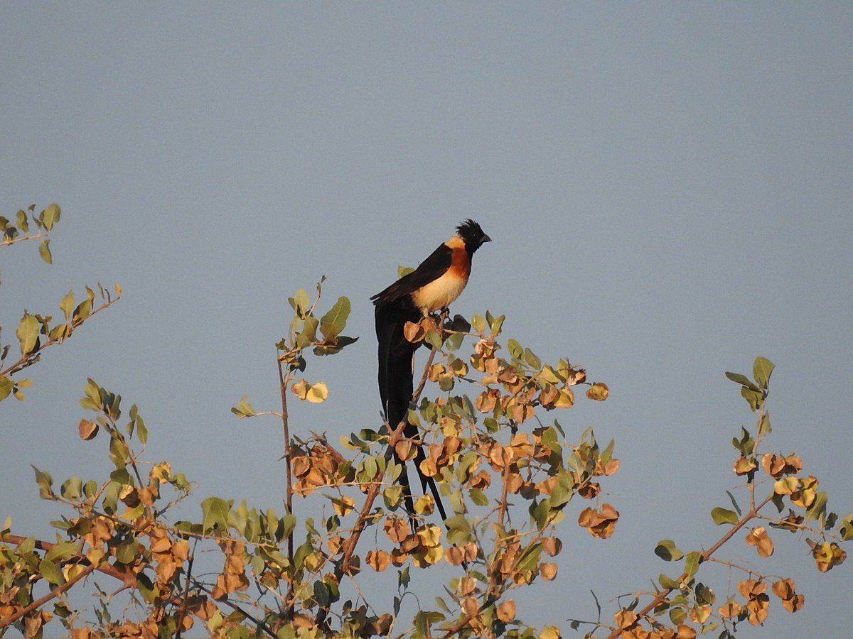 Long-tailed Paradise Whydah