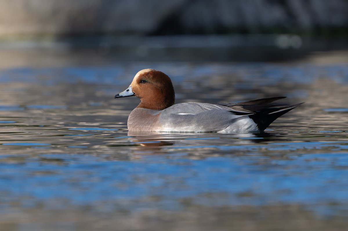 Eurasian Wigeon