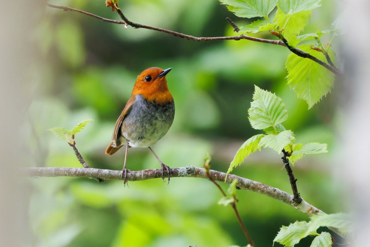 Japanese Robin