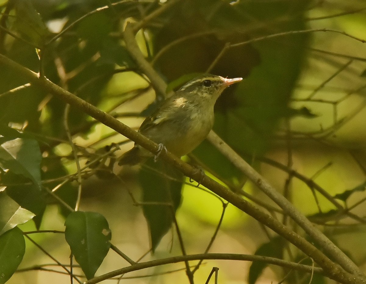 Large-billed Leaf Warbler