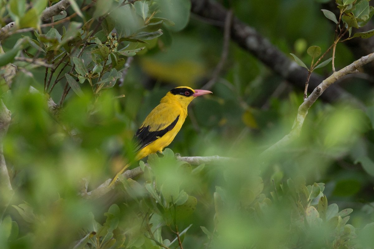 Black-naped Oriole