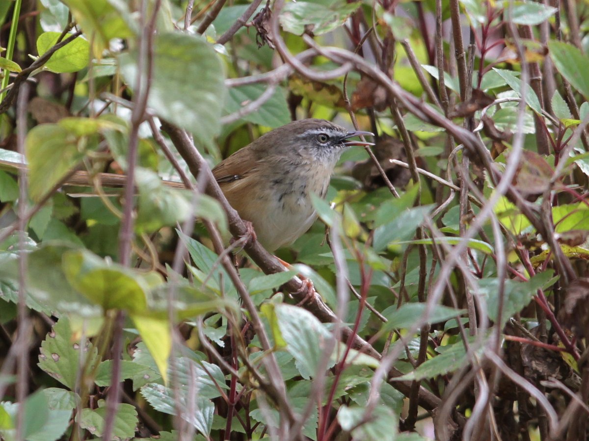 Hill Prinia