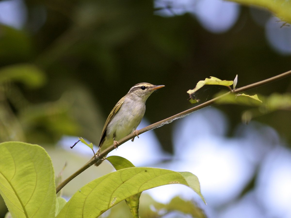 Arctic Warbler