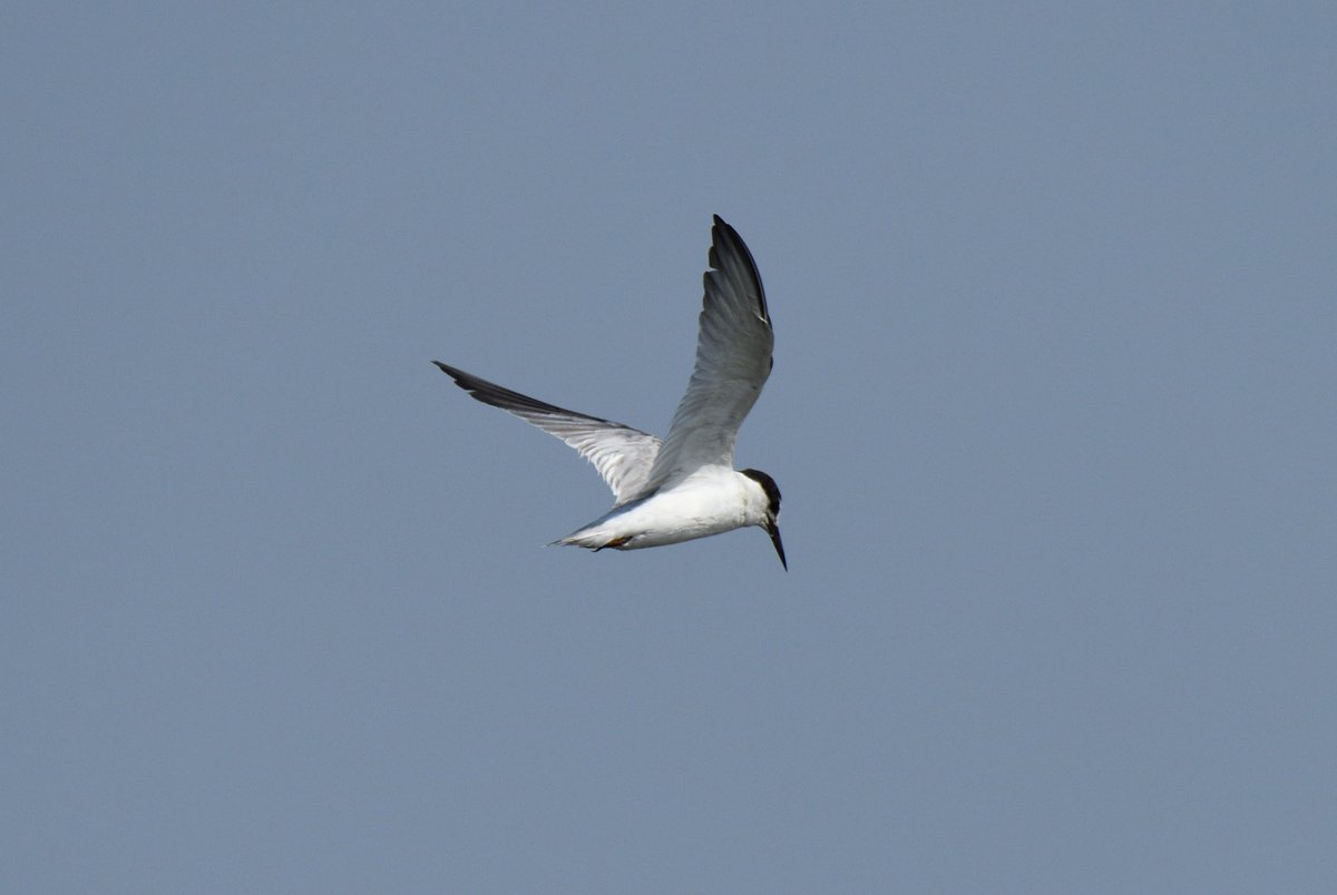 Little Tern