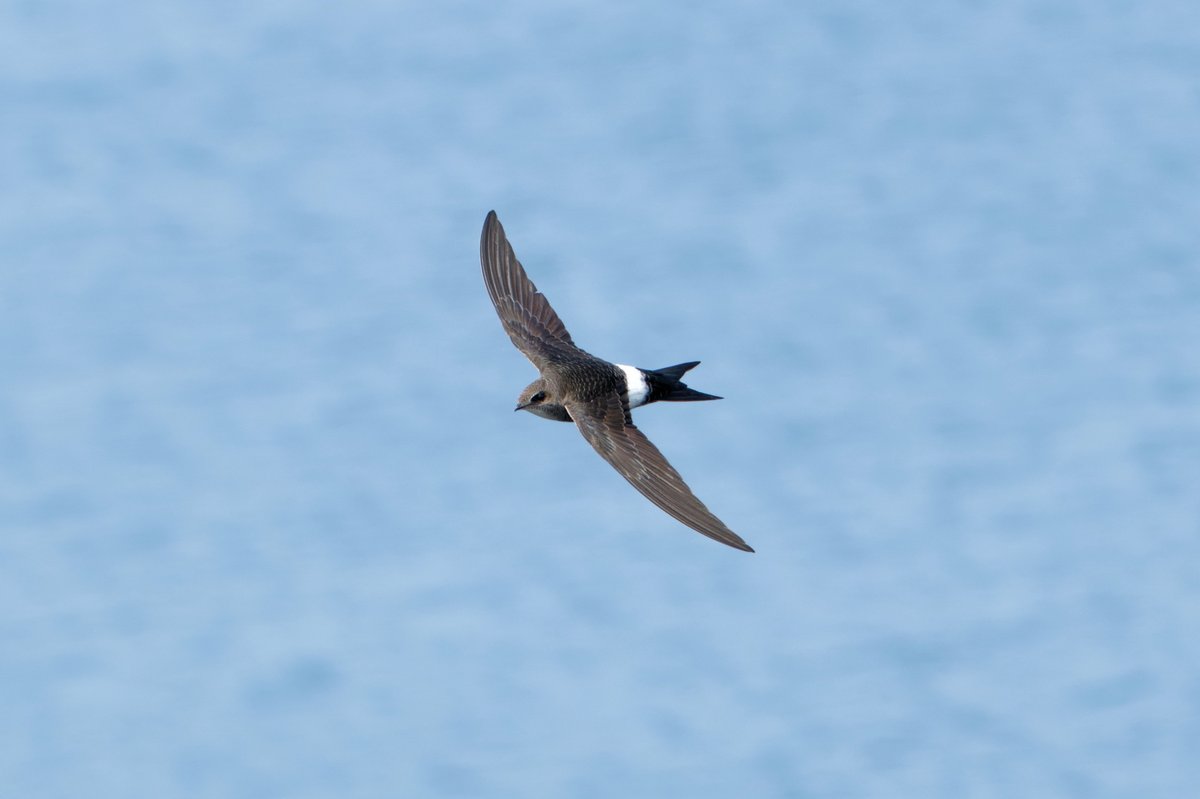 Fork-tailed Swift