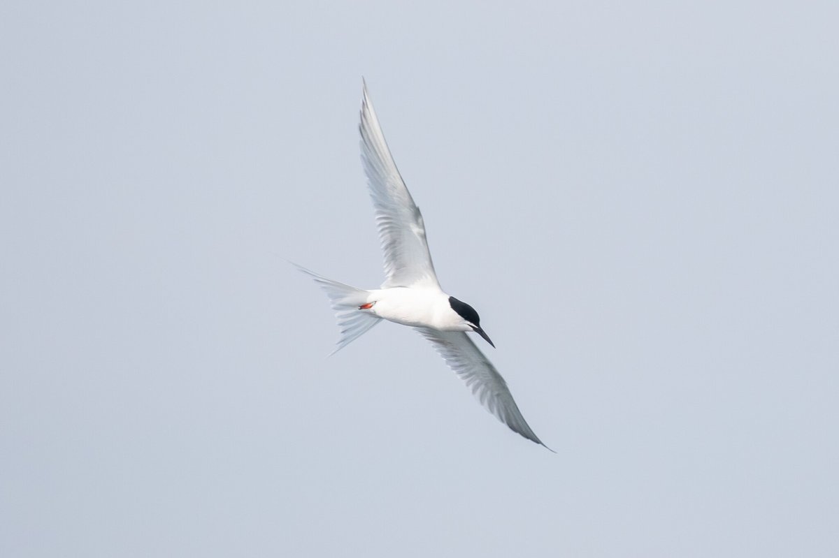 Roseate Tern