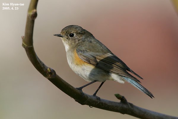 Red-flanked Bluetail