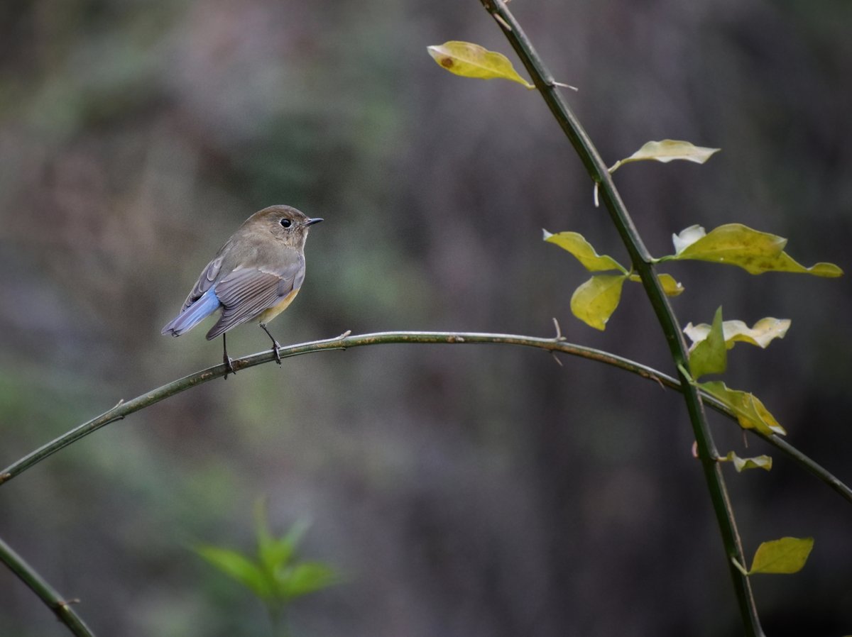Red-flanked Bluetail