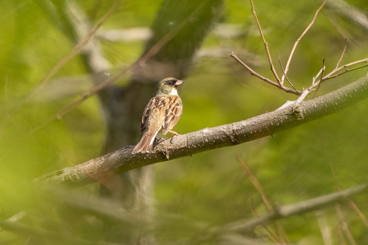 Masked Bunting