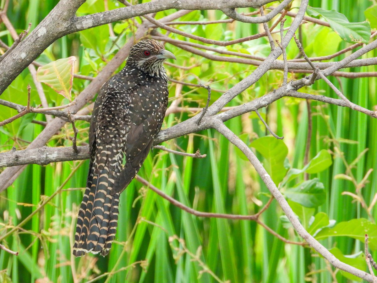 Asian Koel