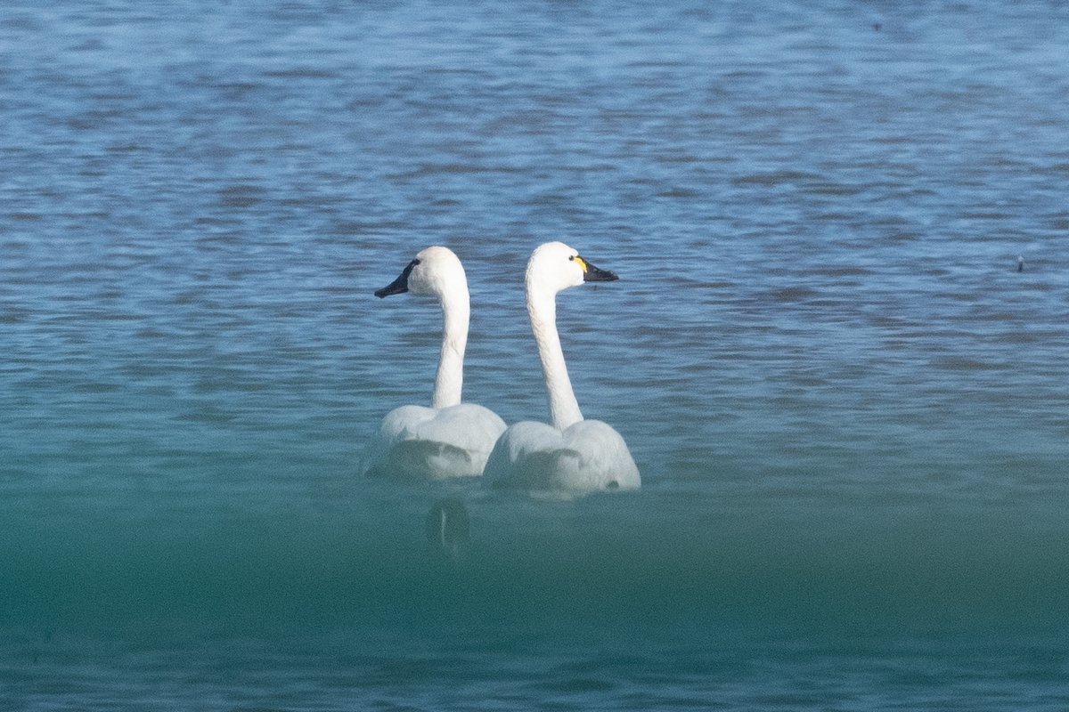 Tundra Swan