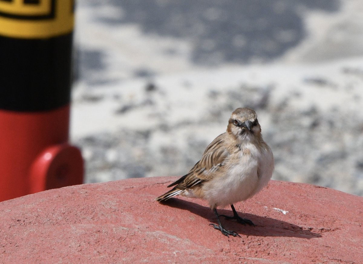 Rufous-necked Snowfinch