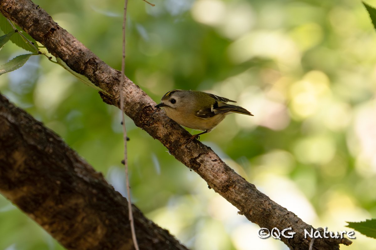 Goldcrest