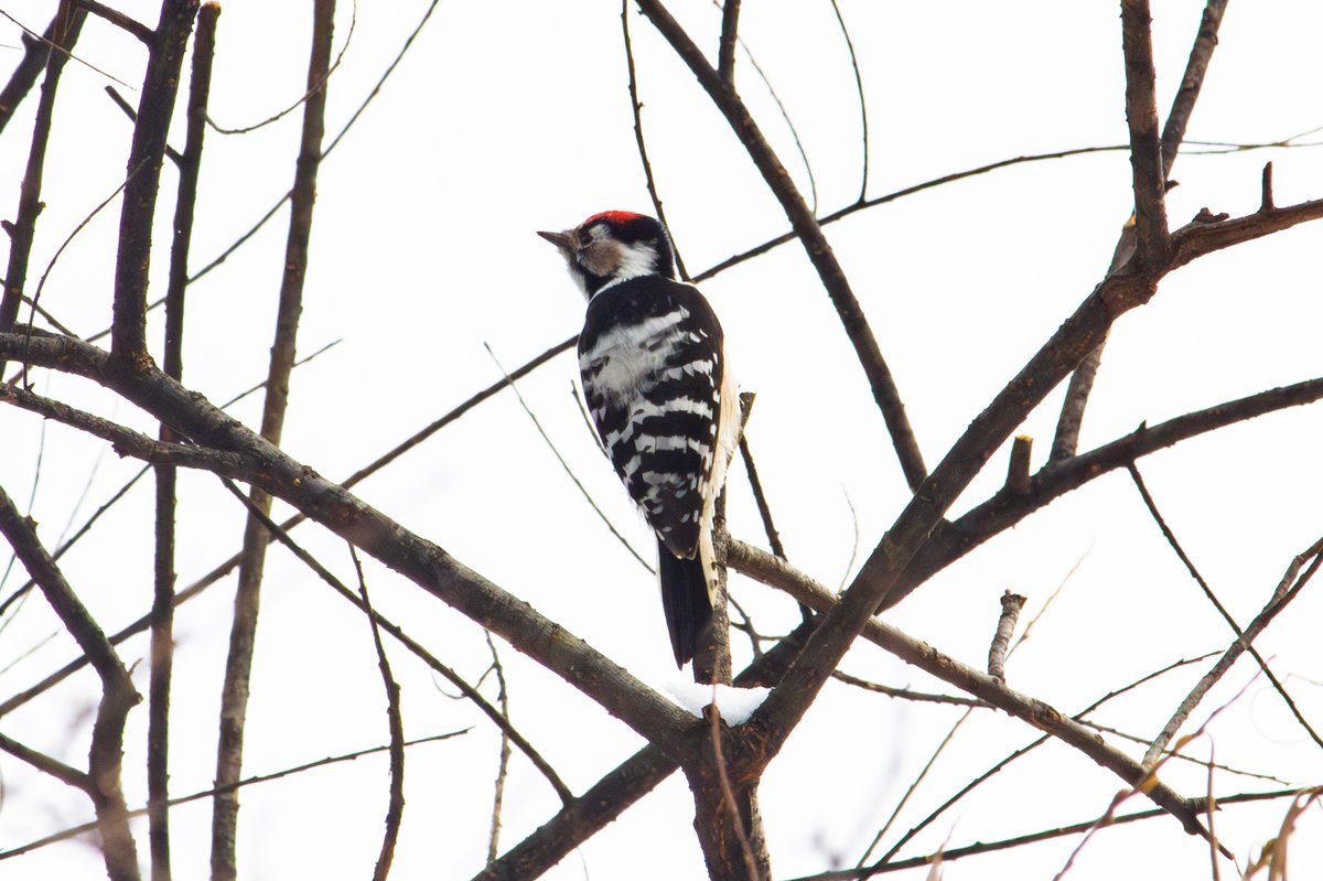 Lesser Spotted Woodpecker
