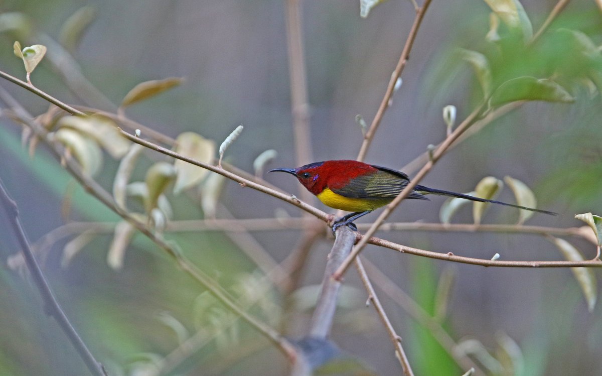 Mrs. Gould's Sunbird