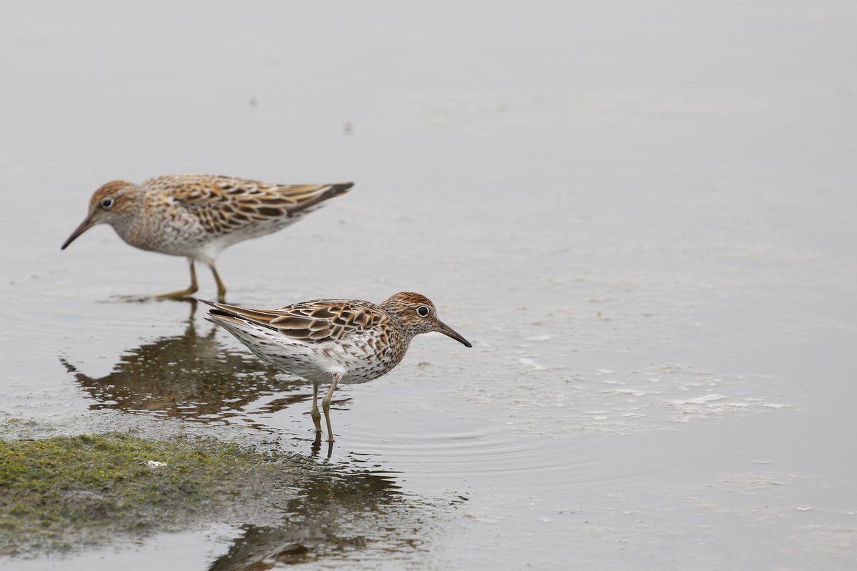 Sharp-tailed Sandpiper