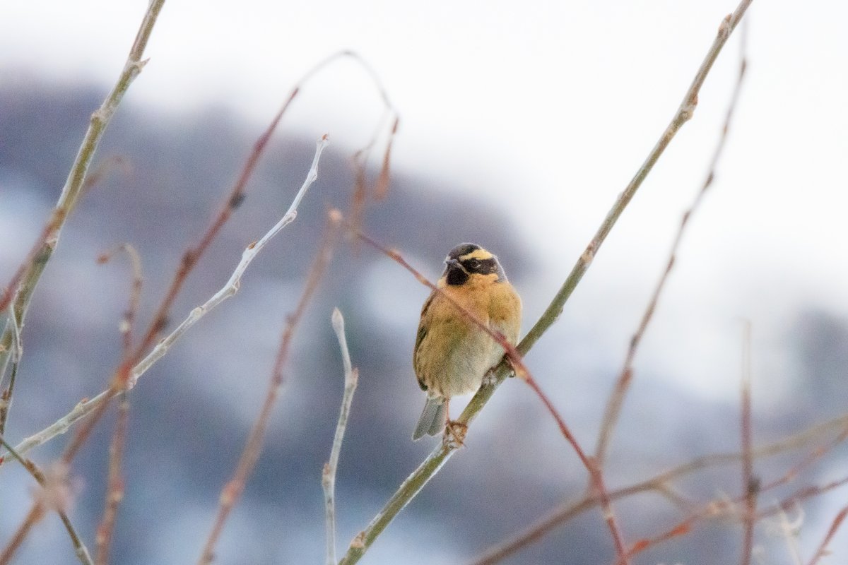 Black-throated Accentor