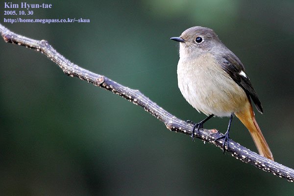 Daurian Redstart