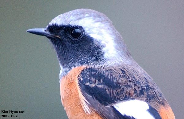 Daurian Redstart