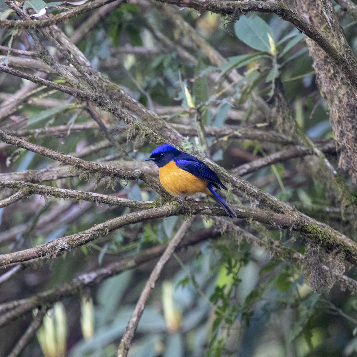 Rufous-bellied Niltava