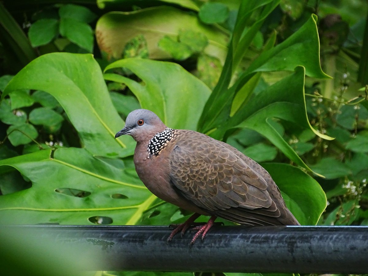 Spotted Dove