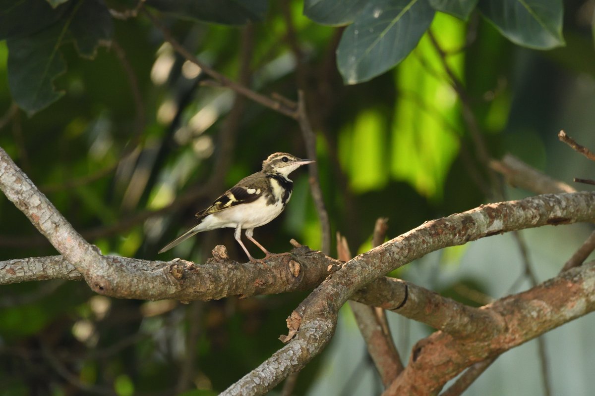 Forest Wagtail