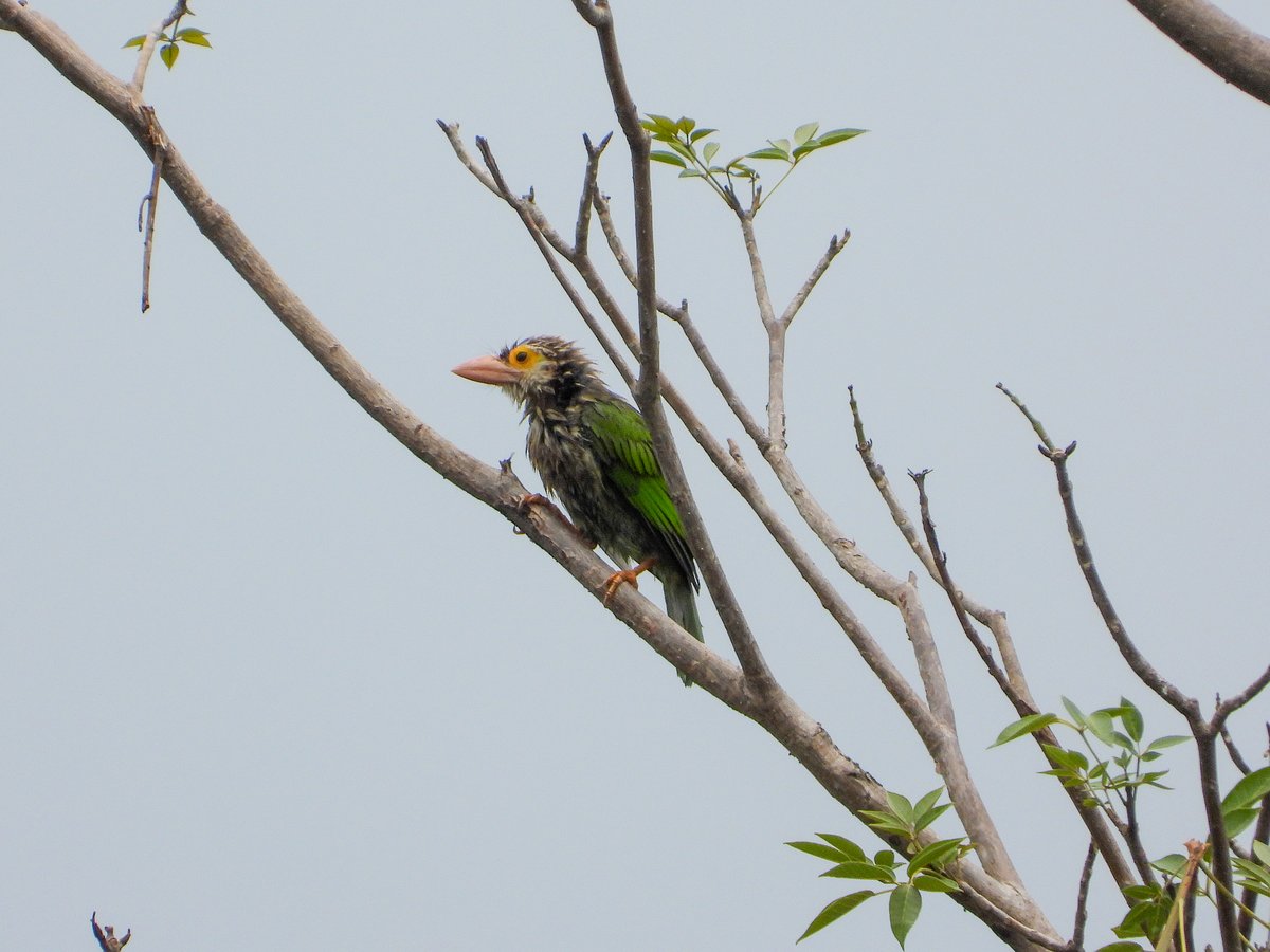 Lineated Barbet
