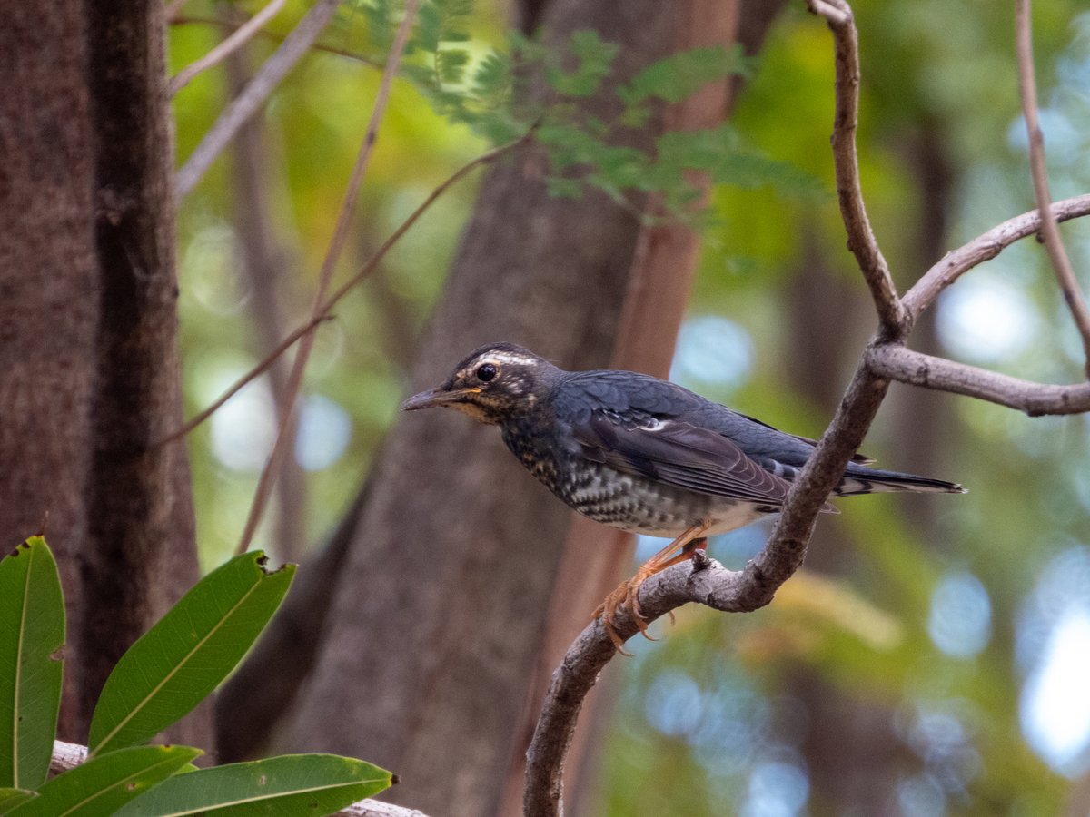 Siberian Thrush