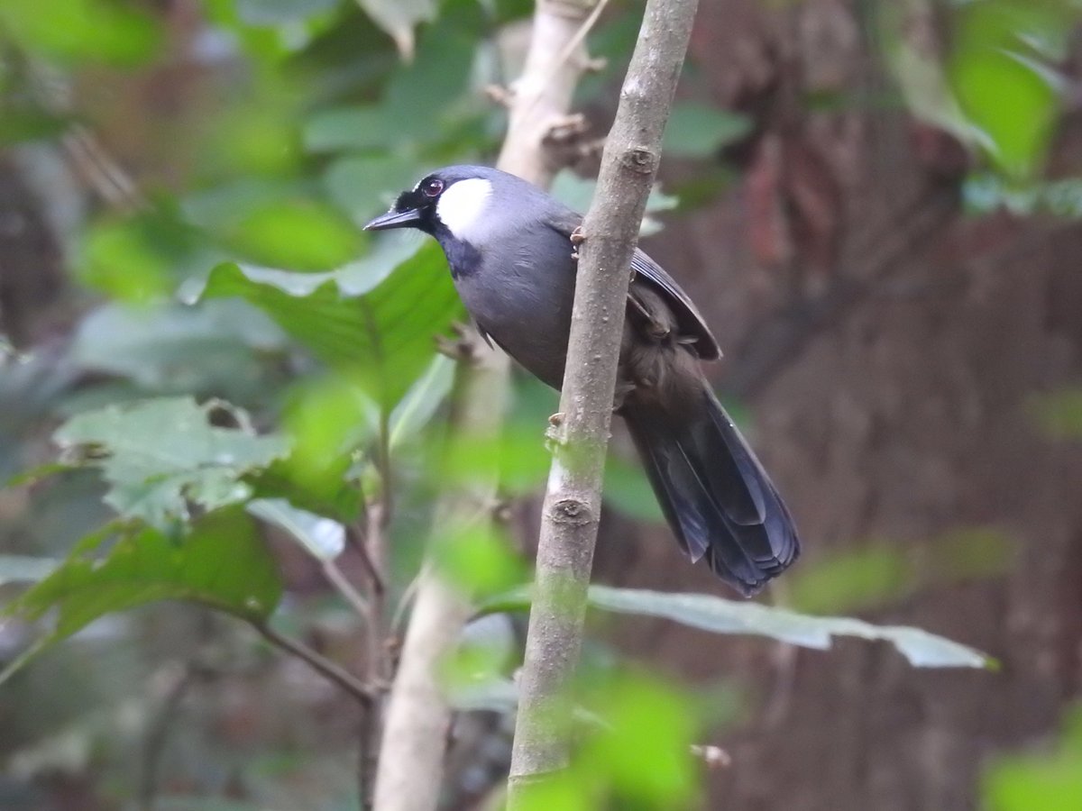Black-throated Laughingthrush