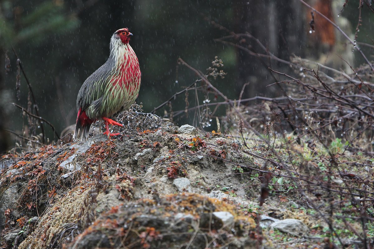 Blood Pheasant