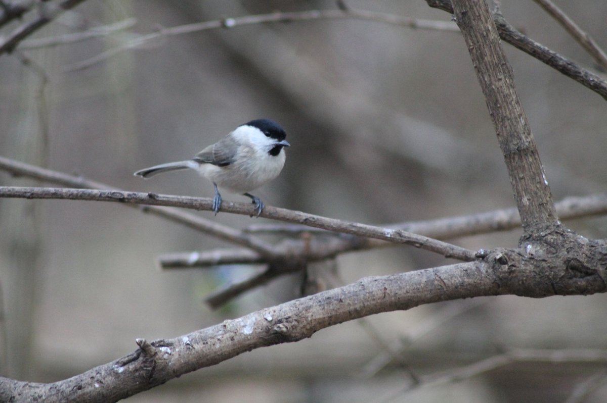Marsh Tit