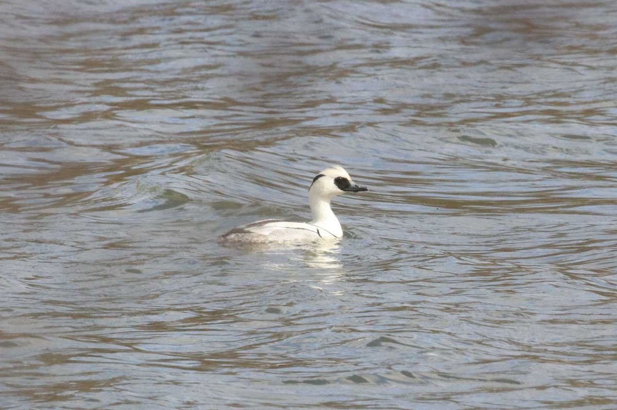Smew