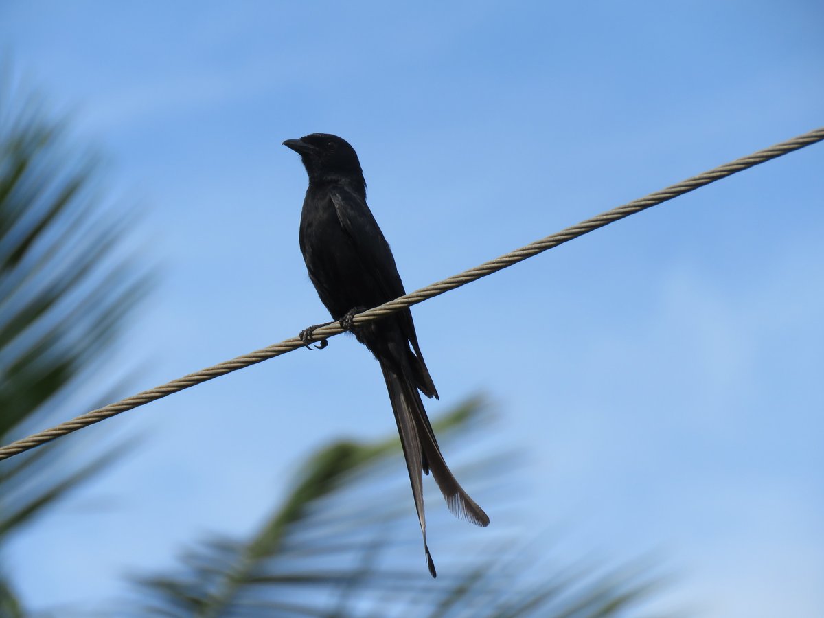 Black Drongo