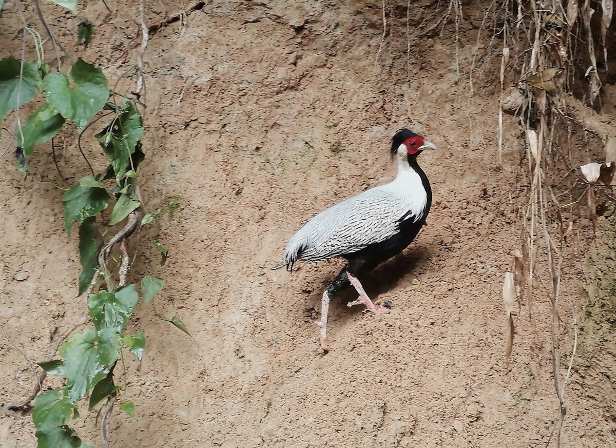 Silver Pheasant