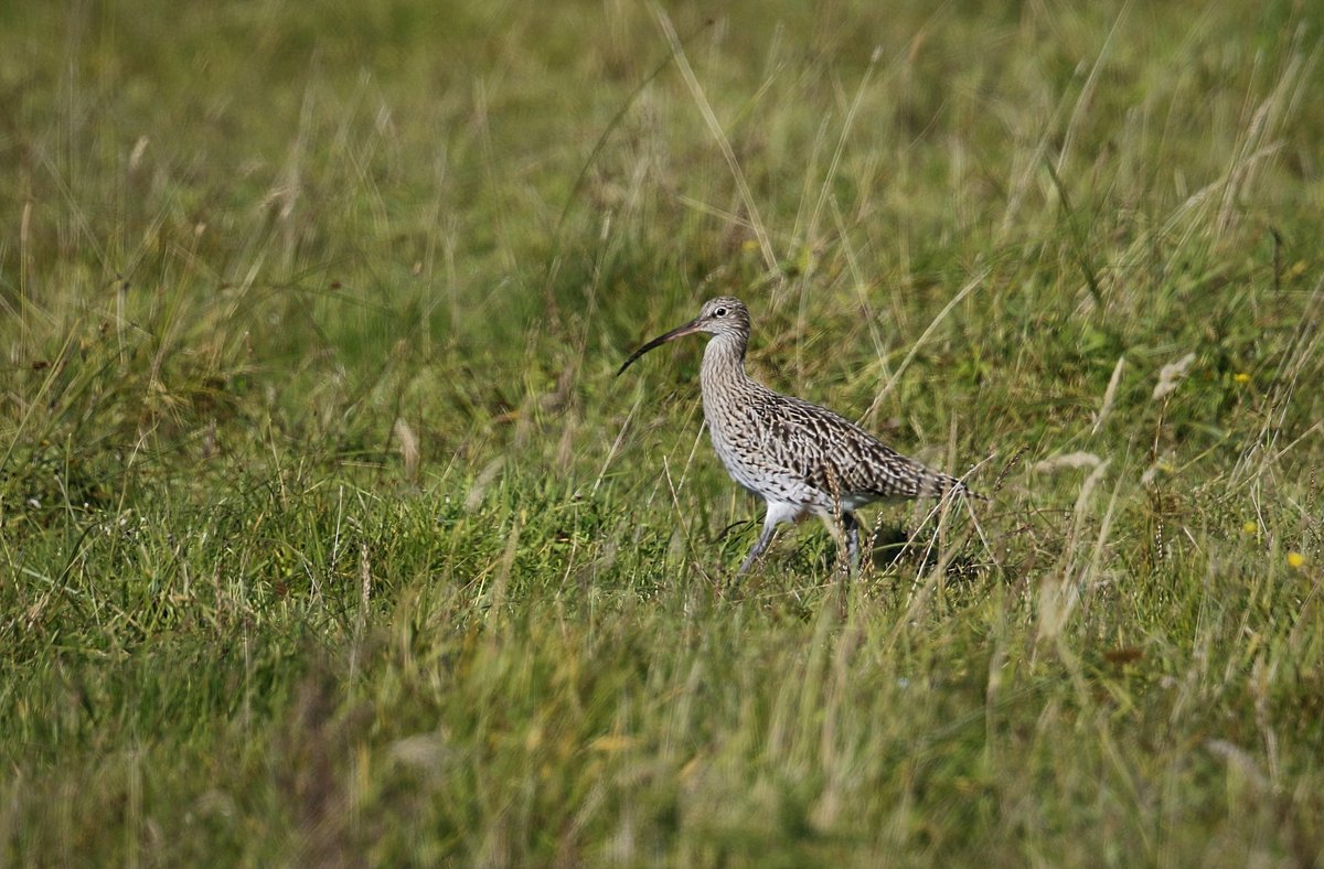 Eurasian Curlew