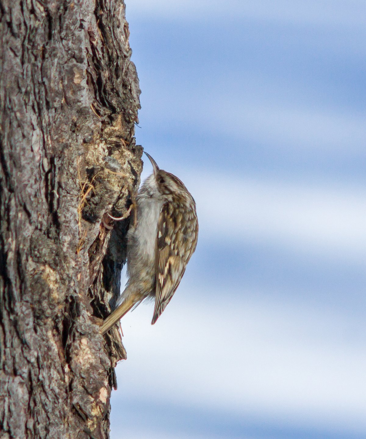 Eurasian Treecreeper
