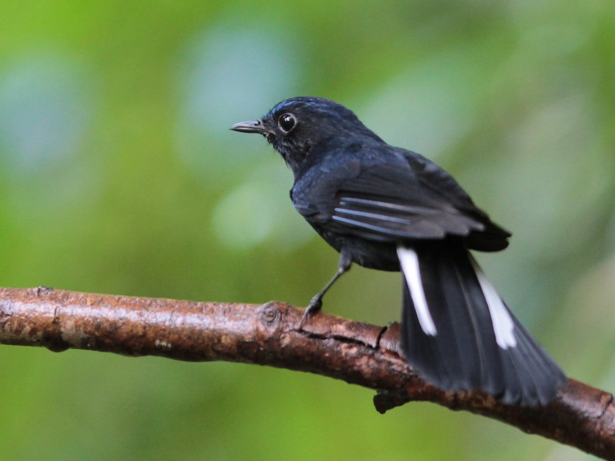 White-tailed Robin