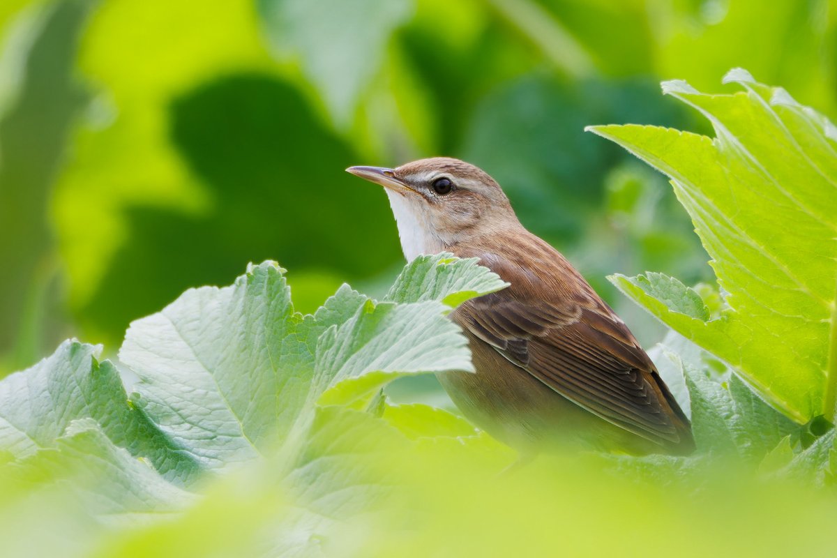 Middendorff's Grasshopper Warbler