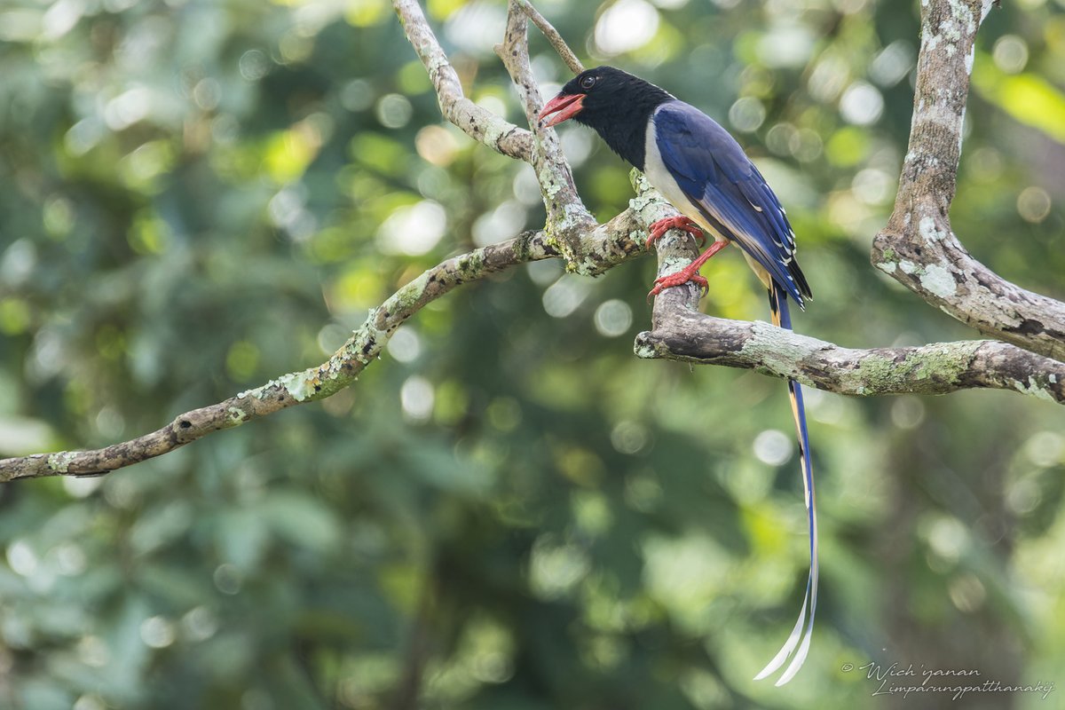 Red-billed Blue Magpie