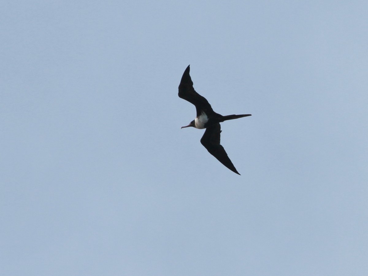 Lesser Frigatebird